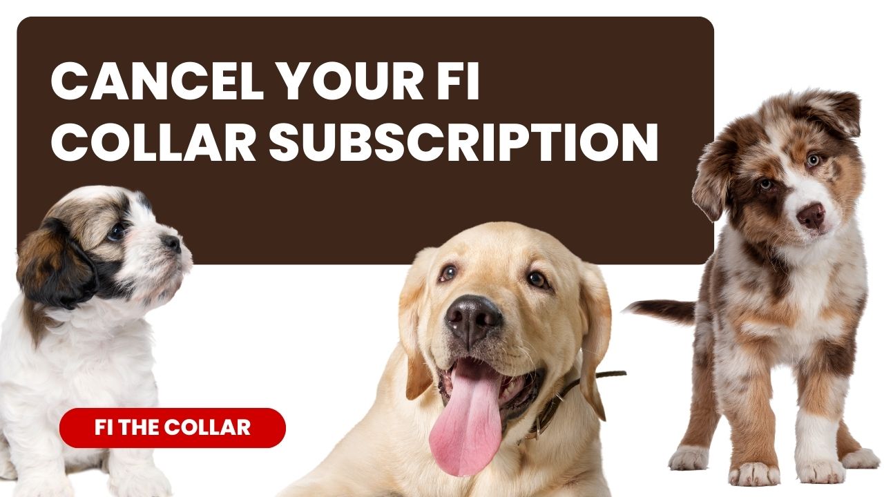 Cancel Your Fi Collar Subscription